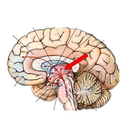 6 Regions Of The Brain