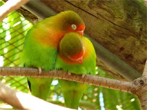 About Lovebirds As Pets