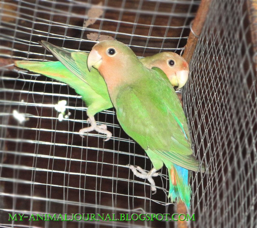 About Lovebirds Breeding