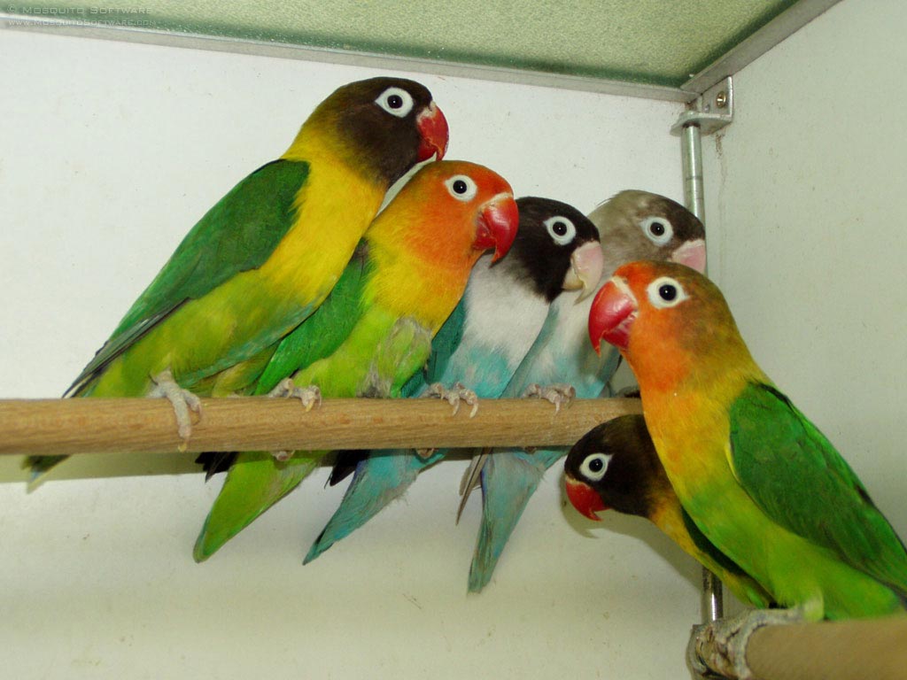 About Lovebirds Breeding