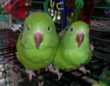 About Lovebirds Breeding