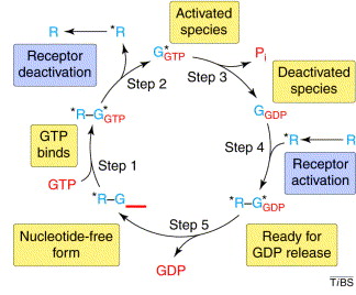 Accounting Cycle Definition