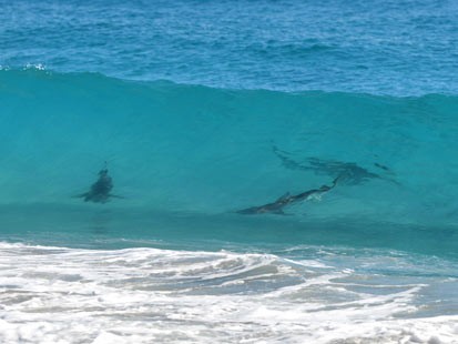 Aerial Photos Of Sharks Near Beaches