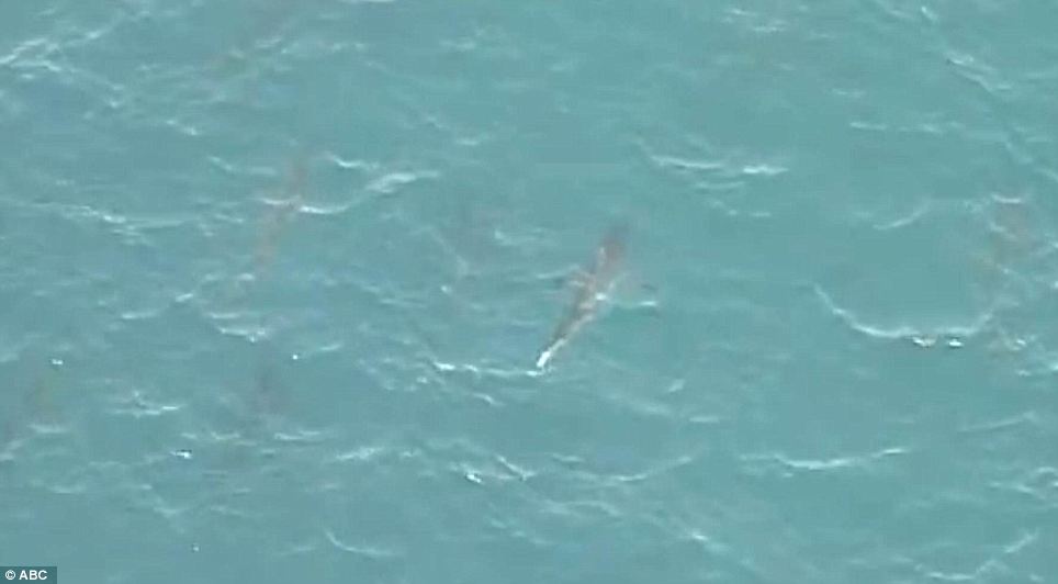 Aerial Photos Of Sharks Near Beaches