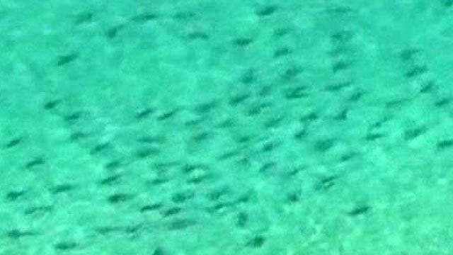 Aerial Photos Of Sharks Near Beaches