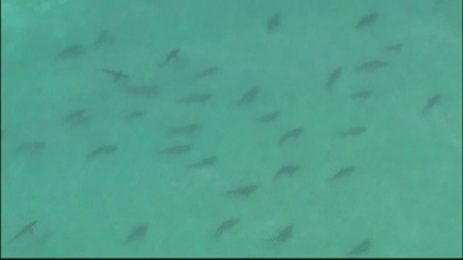 Aerial Photos Of Sharks Near Beaches