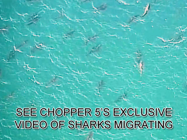 Aerial Photos Of Sharks Near Beaches