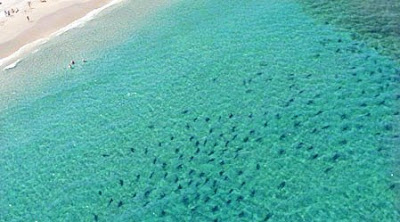 Aerial Photos Of Sharks Near Beaches