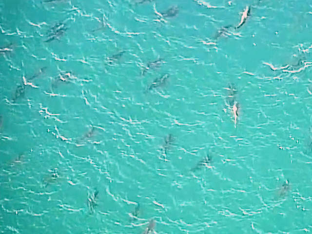 Aerial Photos Of Sharks Near Beaches