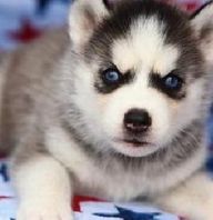 Alaskan Huskies For Sale