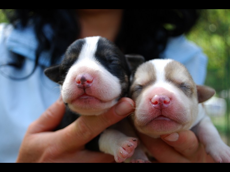 Alaskan Huskies Puppies