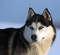 Alaskan Huskies Puppies