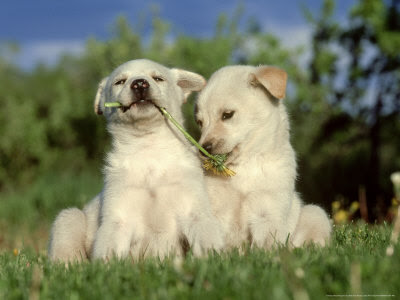 Alaskan Huskies Puppies