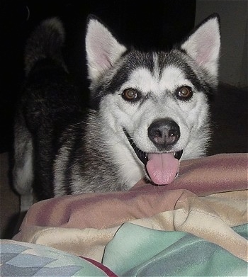 Alaskan Huskies Puppies