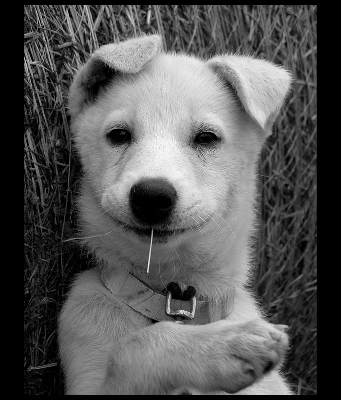 Alaskan Huskies Puppies