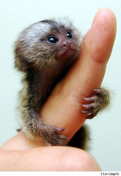 Albino Pygmy Marmoset Monkey