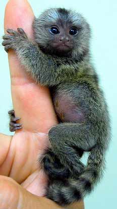 Albino Pygmy Marmoset Monkey