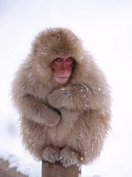 Albino Pygmy Marmoset Monkey