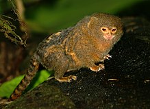 Albino Pygmy Marmoset Monkey