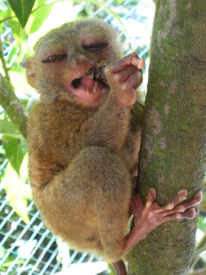 Albino Pygmy Marmoset Monkey