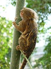 Albino Pygmy Marmoset Monkey