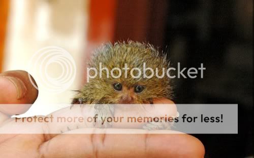 Albino Pygmy Marmoset Monkey