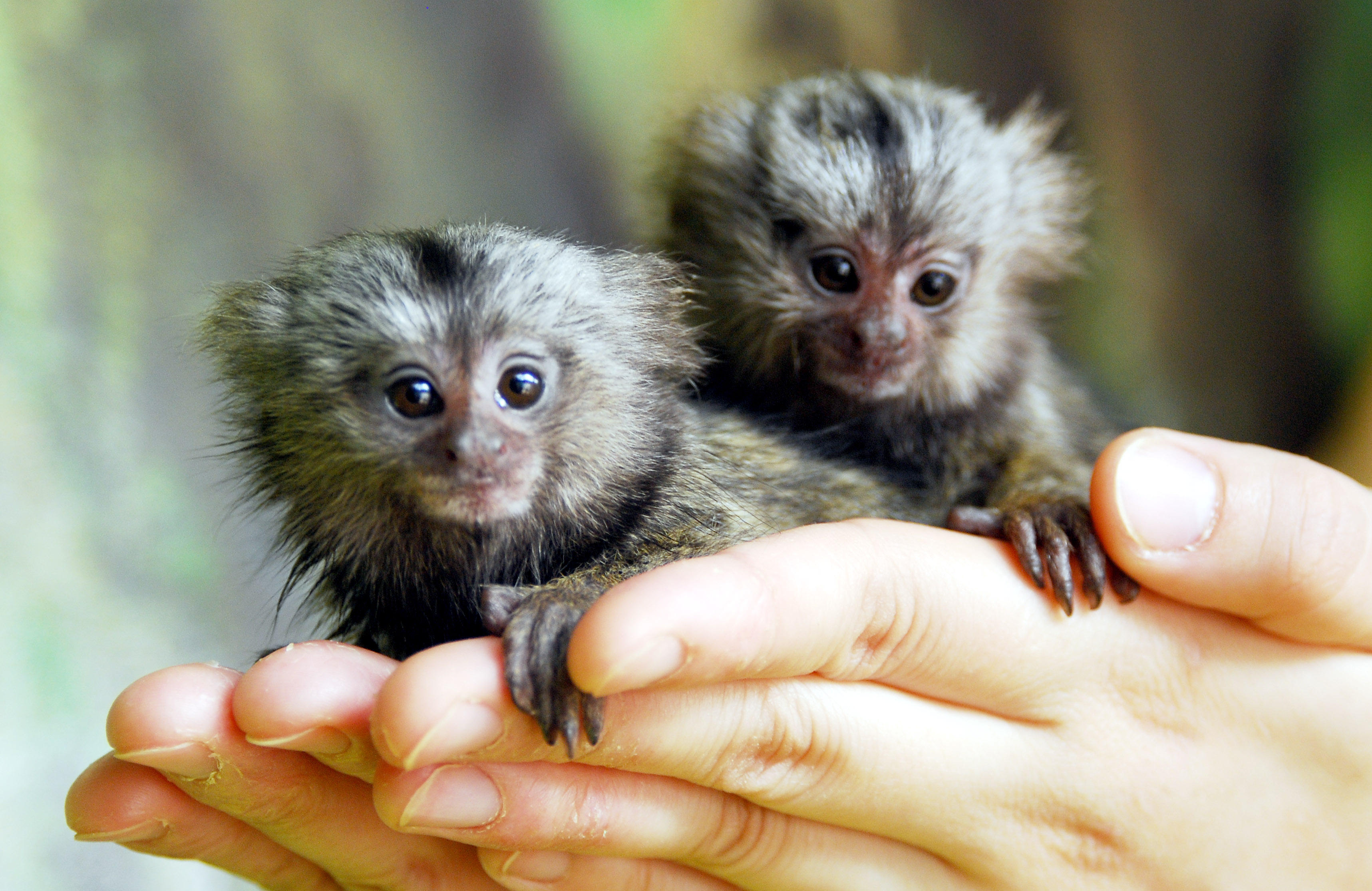 Albino Pygmy Marmoset Monkey