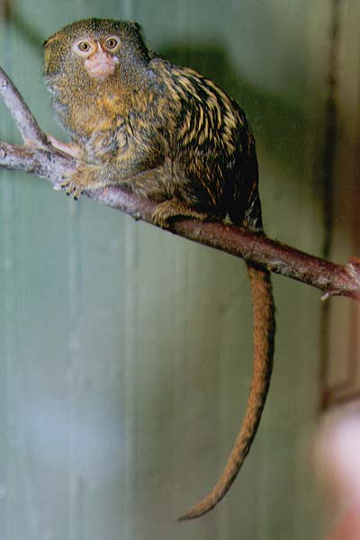 Albino Pygmy Marmoset Monkey