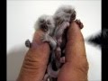 Albino Pygmy Marmoset Monkeys For Sale