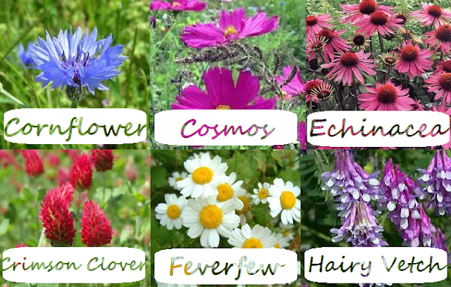 Alphabetical List Of Flowers With Pictures