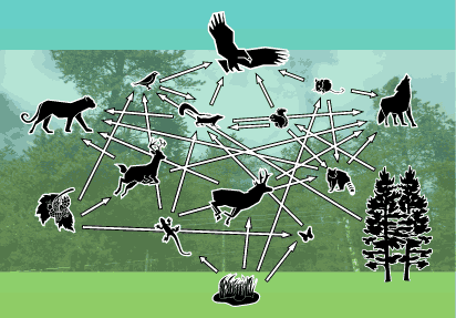 Amazon Rainforest Food Web Diagram