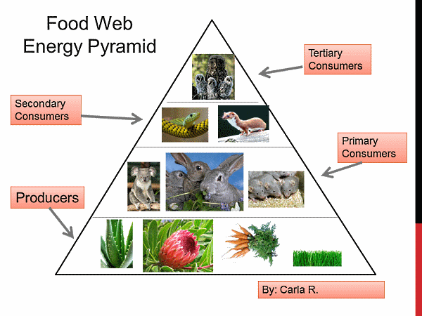 Amazon Rainforest Food Web Diagram