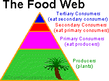 Amazon Rainforest Food Web Diagram