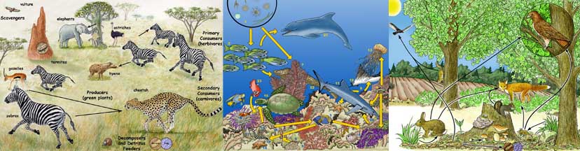 Amazon Rainforest Food Web Examples