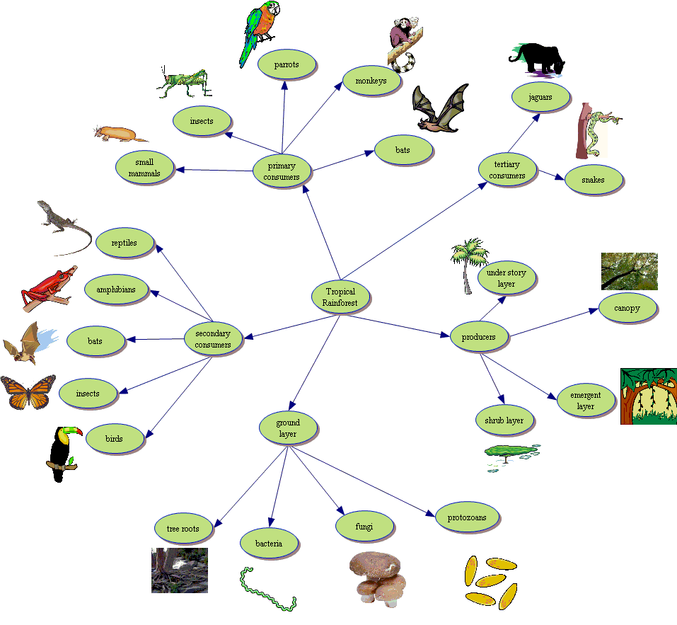 Amazon Rainforest Food Web Examples