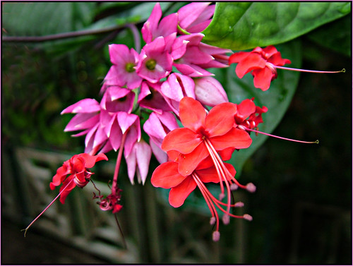 Amazon Rainforest Plants And Flowers