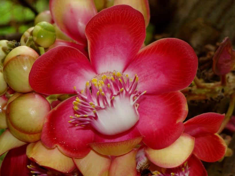 Amazon Rainforest Plants And Flowers