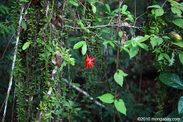 Amazon Rainforest Plants And Flowers