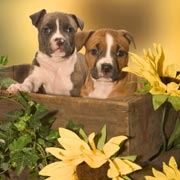 American Blue Staffy Pups