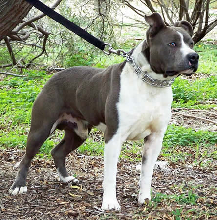 American Blue Staffy Pups