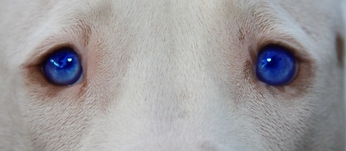 American Blue Staffy Pups