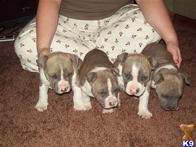 American Blue Staffy Pups