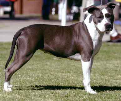 American Blue Staffy Pups