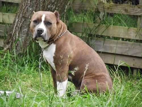 American Blue Staffy Pups For Sale