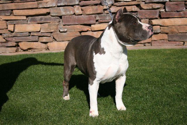 American Blue Staffy Pups For Sale