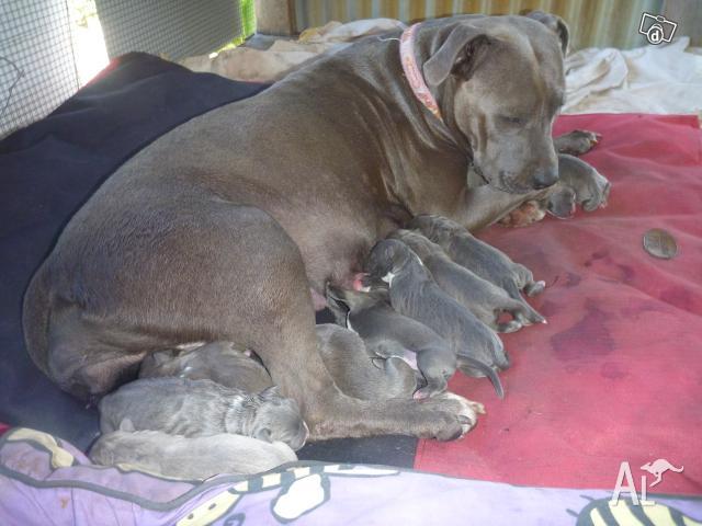 American Blue Staffy Pups For Sale