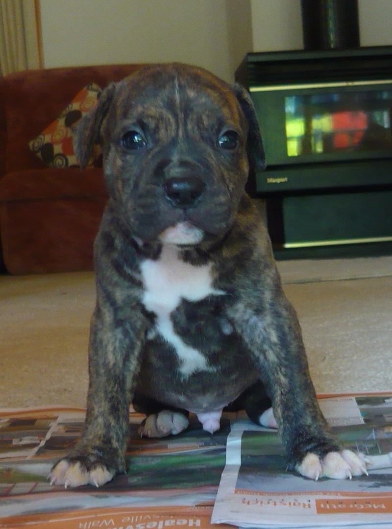 American Blue Staffy Pups For Sale Melbourne