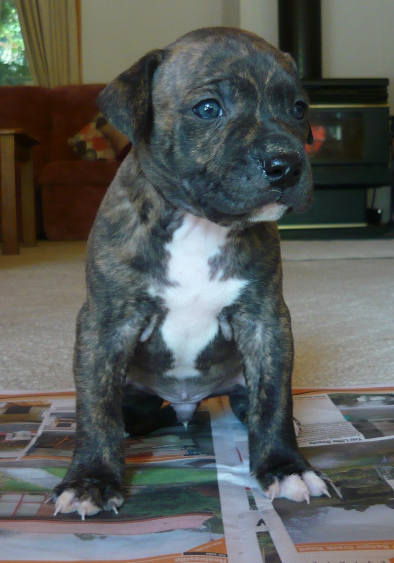 American Blue Staffy Pups For Sale Melbourne