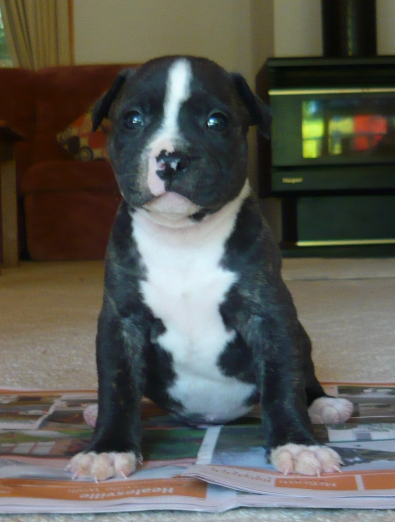 American Blue Staffy Pups For Sale Melbourne