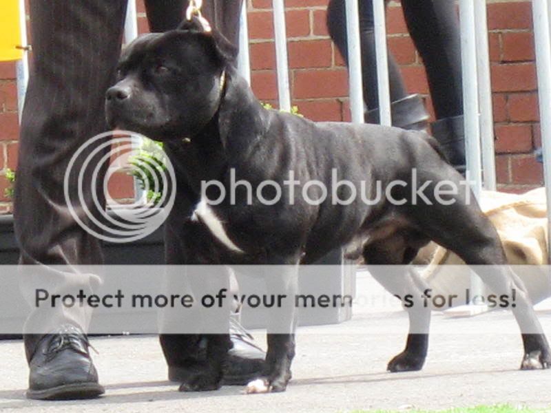 American Blue Staffy Pups For Sale Melbourne